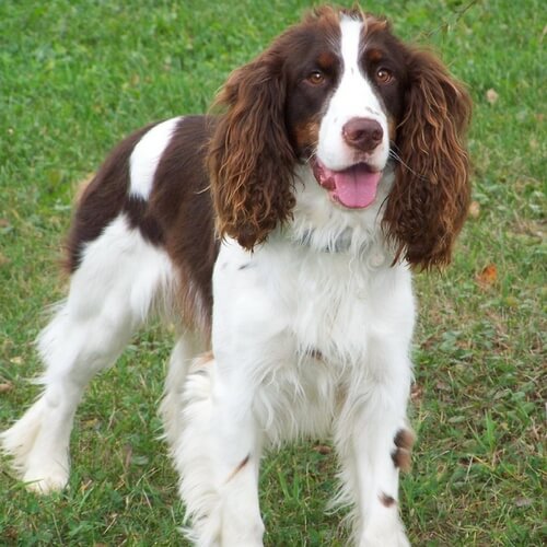 English Springer Spaniels