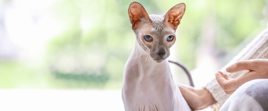 Sphynx