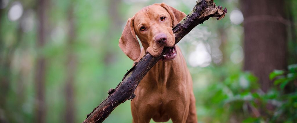 Vizslas