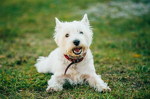 White dog on grass