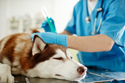 dog being given local anesthesia