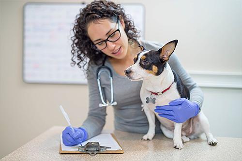 Pic of vet and dog