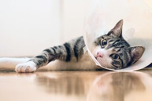 cat with cone on head