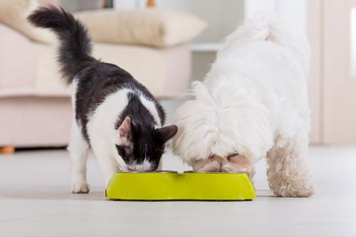 puppy and kitten eating