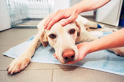 Dog being checked