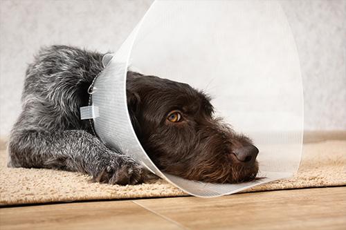 dog with cone on head