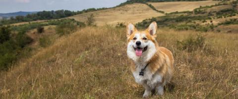 Corgi Breed, GeniusVets